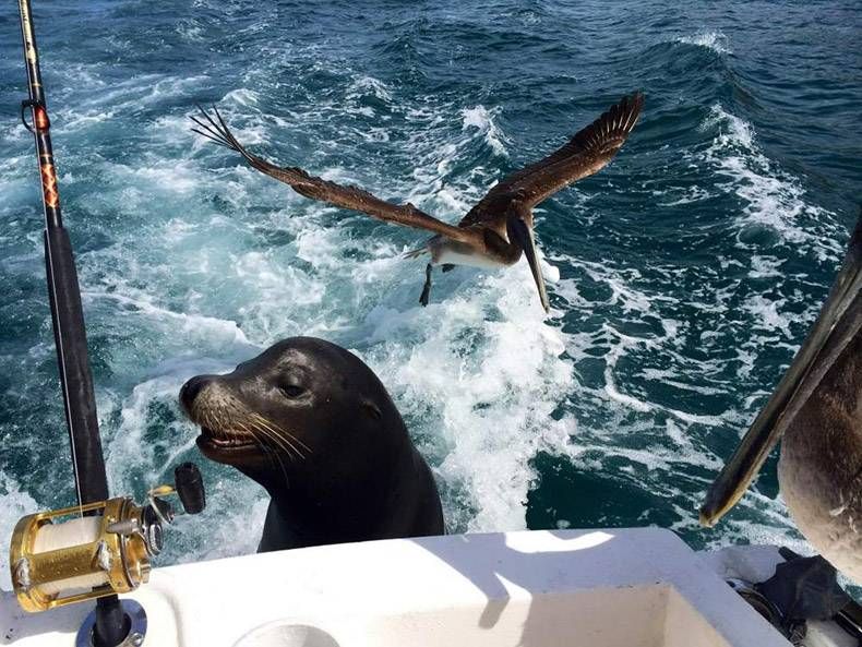 Gewoon een verzameling hilarische foto's #1037