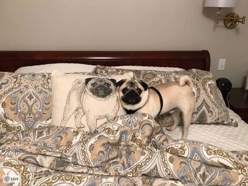 Gewoon een verzameling hilarische foto's #772