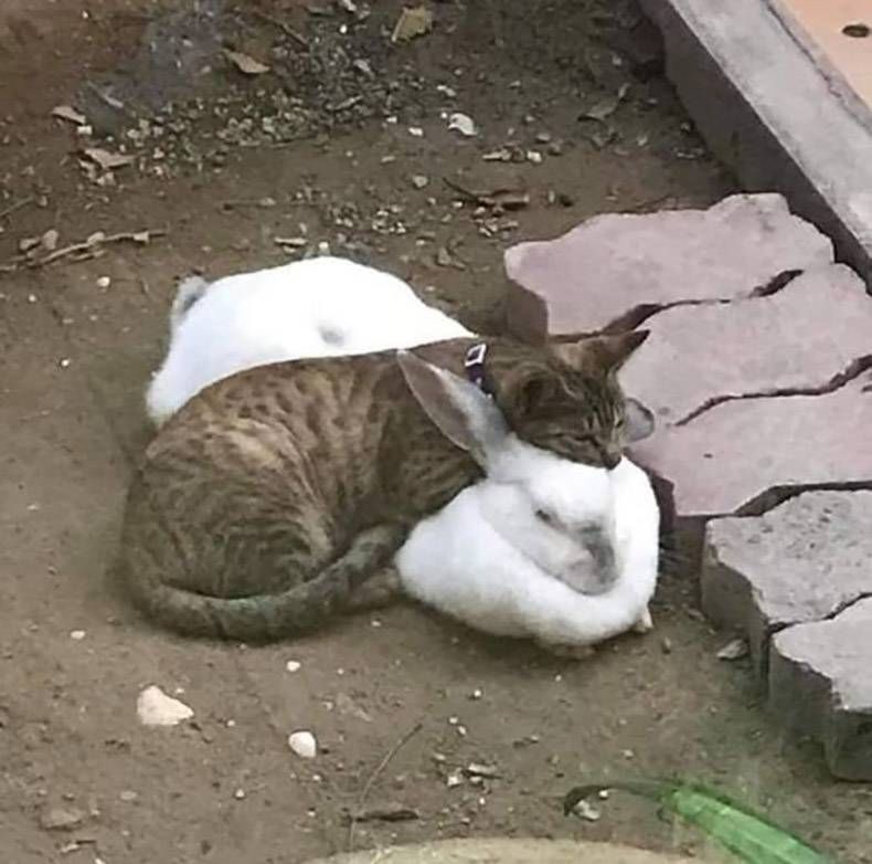 Gewoon een verzameling hilarische foto's #1222