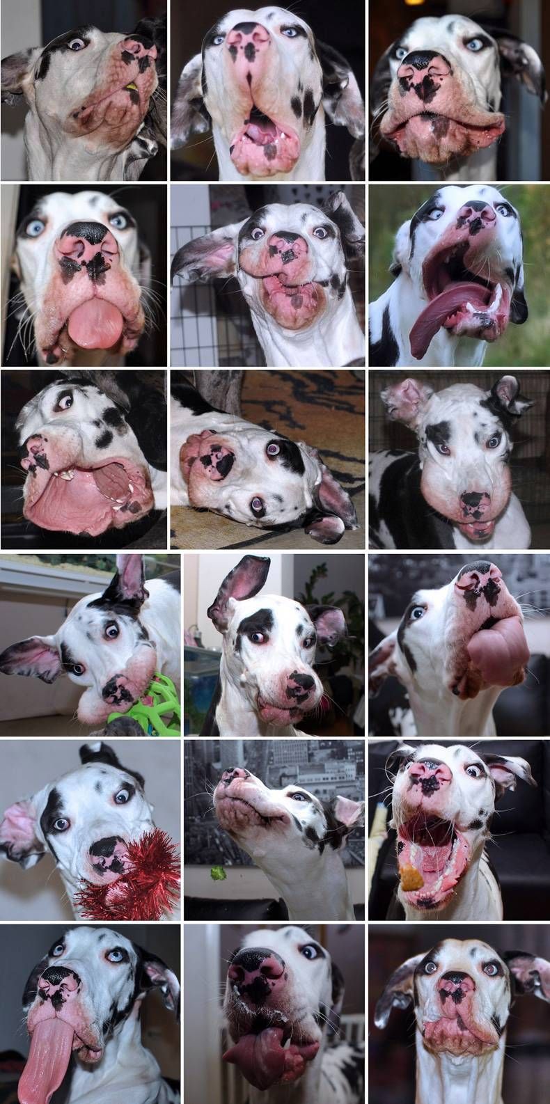 Pix Dump #1000 Special: Gewoon een verzameling foto's van dieren