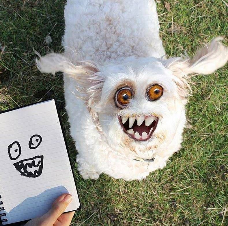 Gewoon een verzameling hilarische foto's #1077