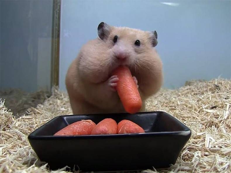 Gewoon een verzameling hilarische foto's #702