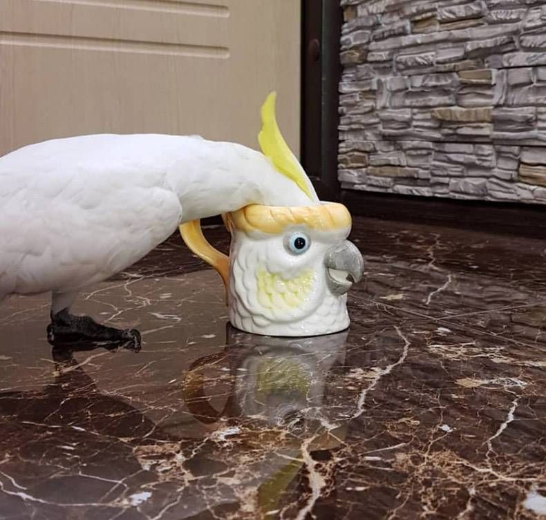 Gewoon een verzameling hilarische foto's #1130