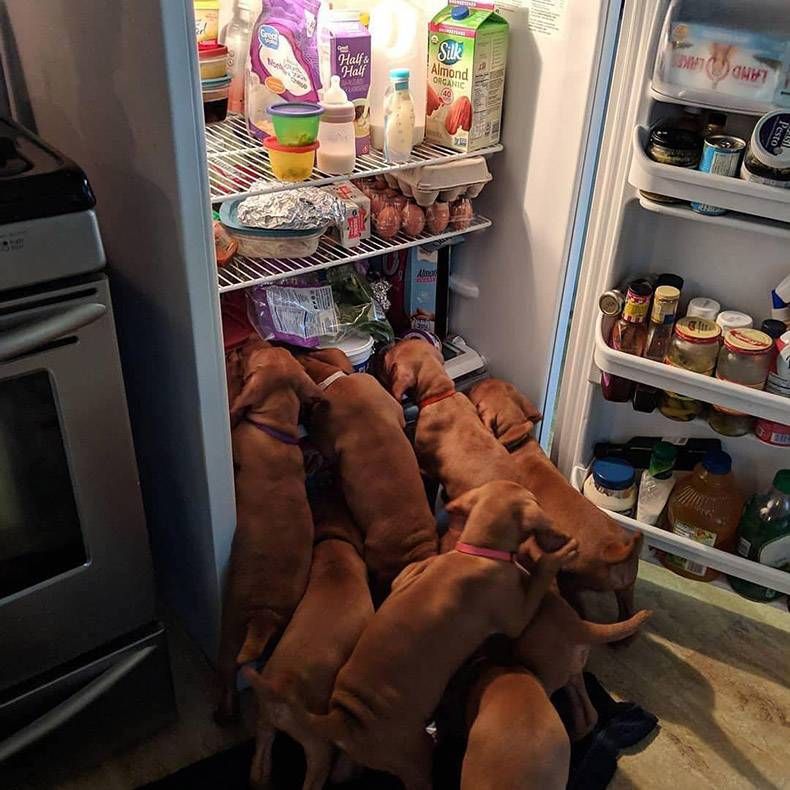 Gewoon een verzameling hilarische foto's #1079