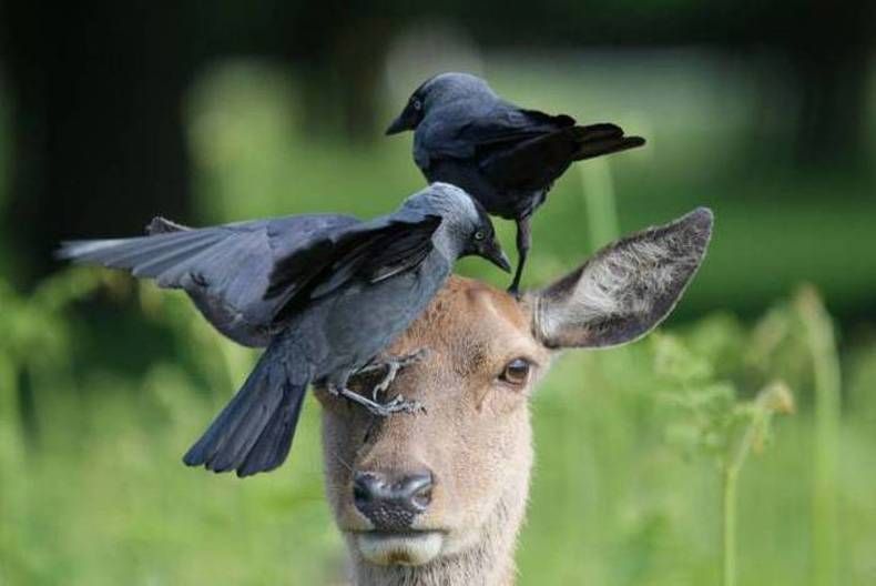 Pix Dump #1000 Special: Gewoon een verzameling foto's van dieren