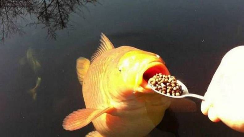 Gewoon een verzameling hilarische foto's #871