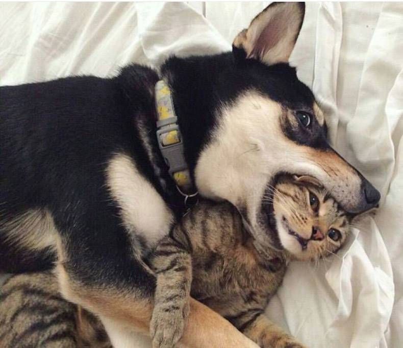 Gewoon een verzameling hilarische foto's #759