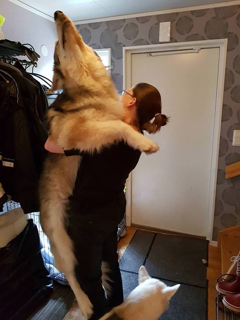 Gewoon een verzameling hilarische foto's #1256