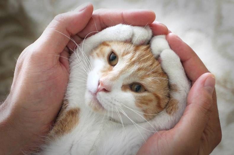 Gewoon een verzameling hilarische foto's #1088