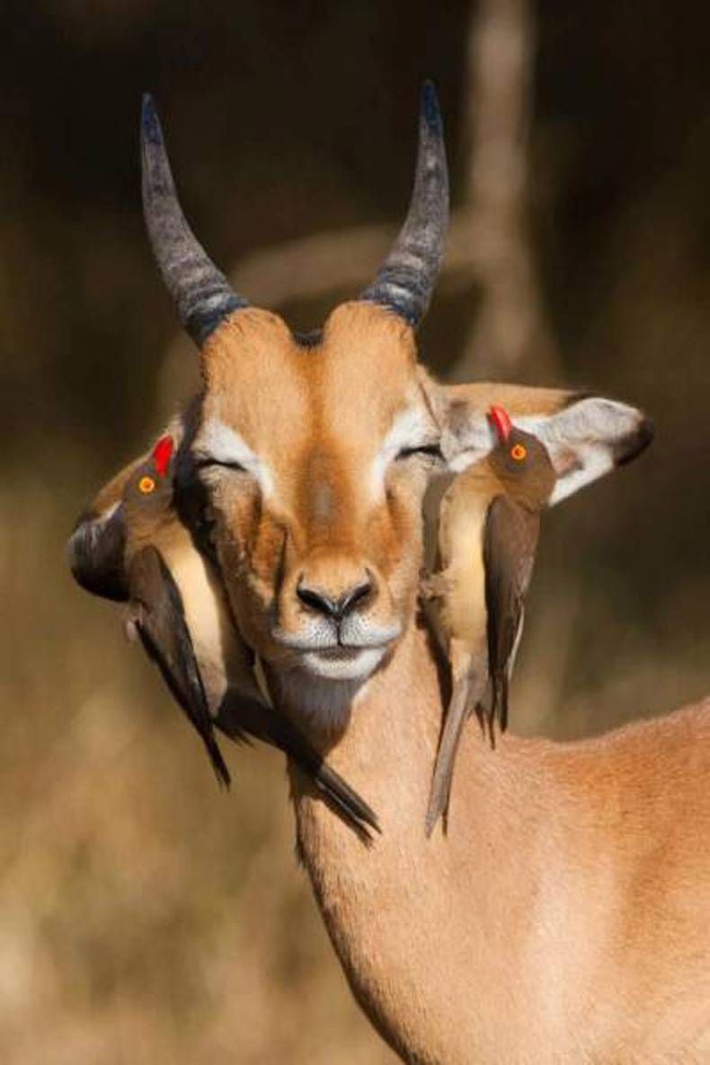 Pix Dump #1000 Special: Gewoon een verzameling foto's van dieren
