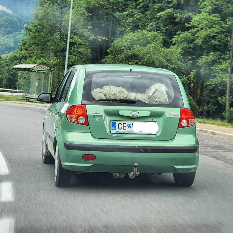 Gewoon een verzameling hilarische foto's #1294