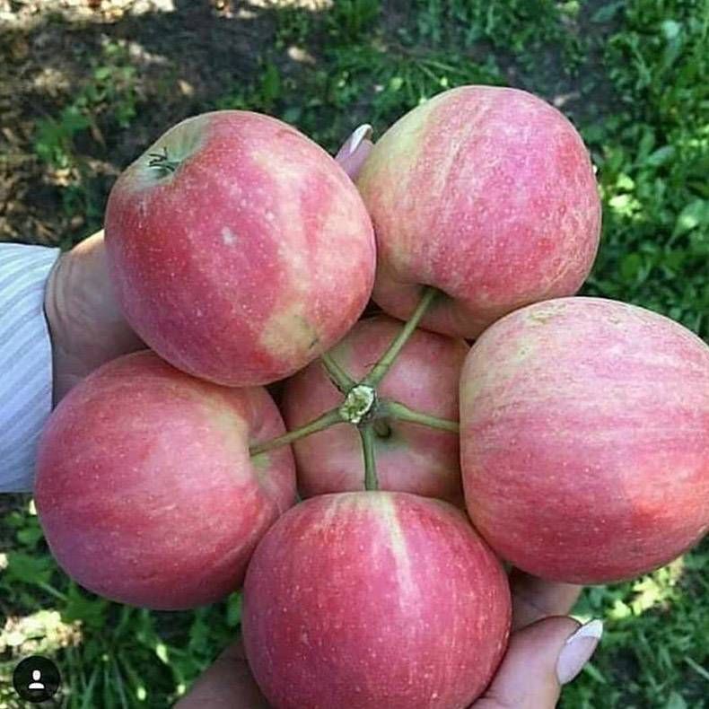 Gewoon een verzameling hilarische foto's #1161