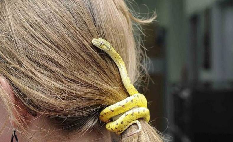 Pix Dump #1000 Special: Gewoon een verzameling foto's van dieren