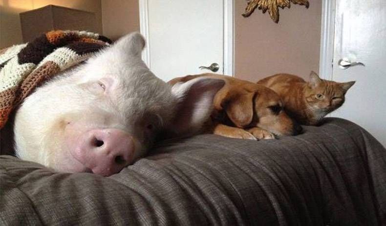 Gewoon een verzameling hilarische foto's #845