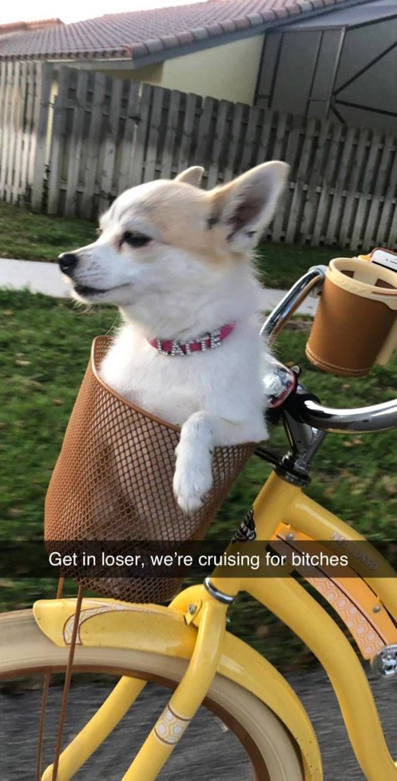 Gewoon een verzameling hilarische foto's #1251