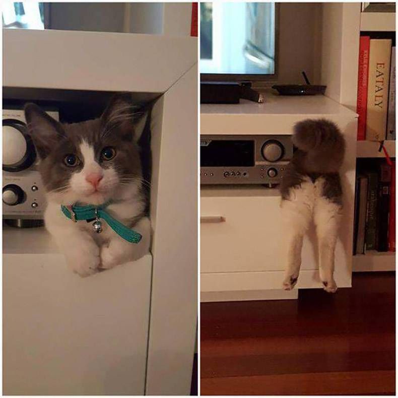 Gewoon een verzameling hilarische foto’s #858