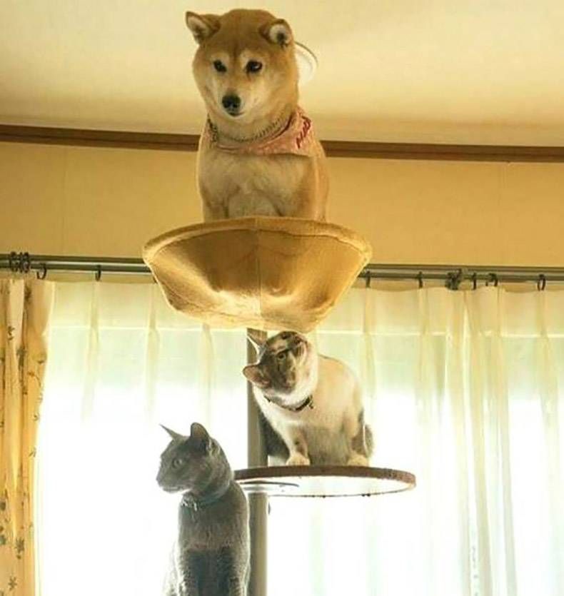 Gewoon een verzameling hilarische foto's #820