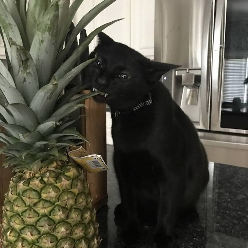 Gewoon een verzameling hilarische foto's #1194