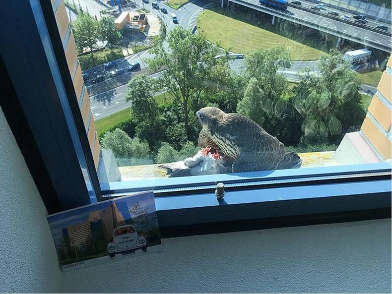 Gewoon een verzameling hilarische foto's #829