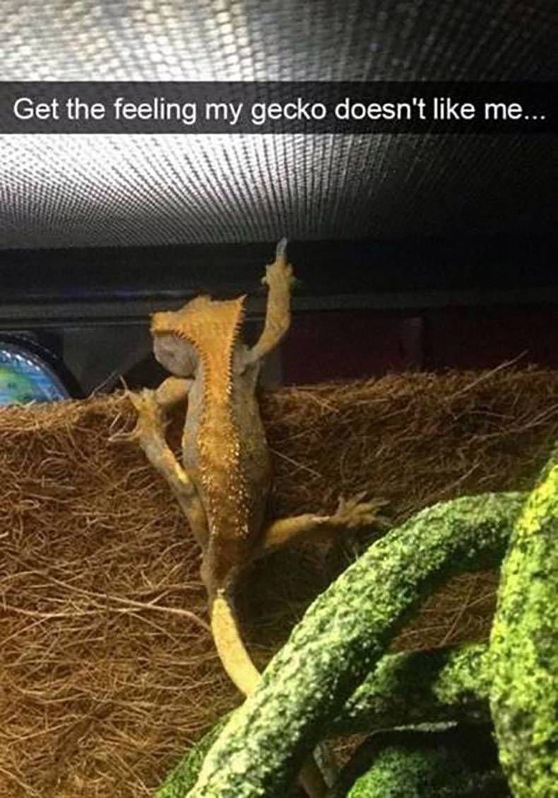 Gewoon een verzameling hilarische foto's #772