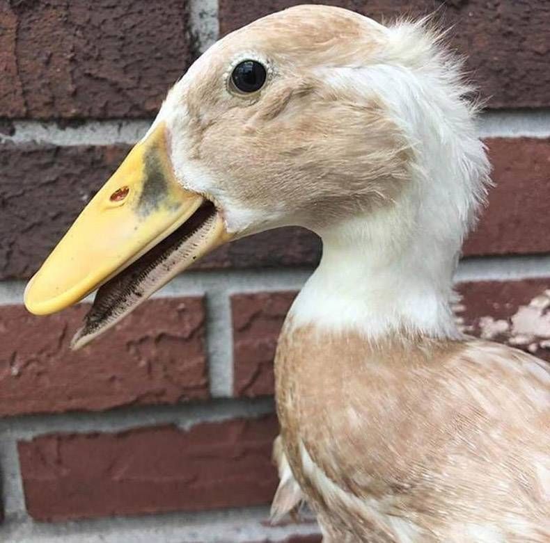 Gewoon een verzameling hilarische foto's #1375