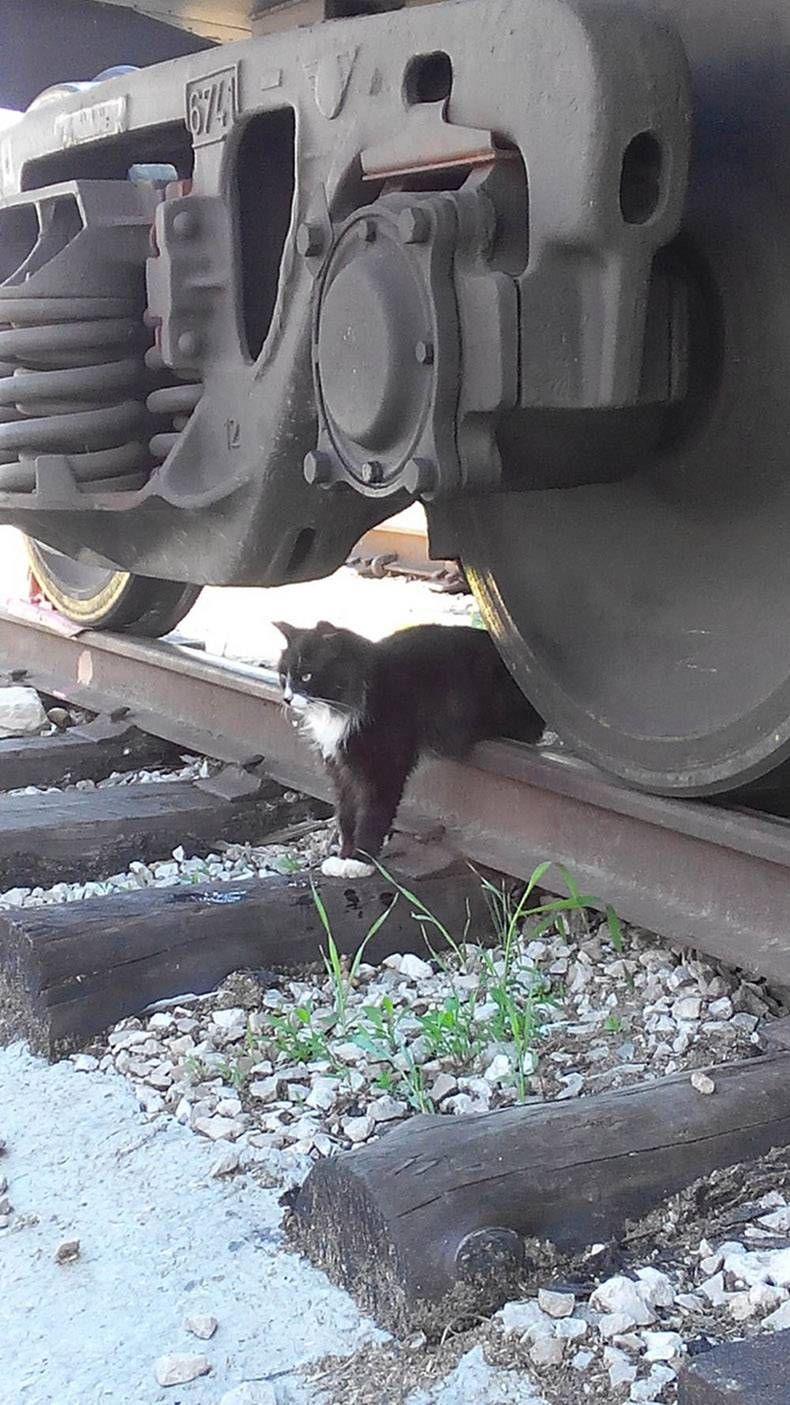 Gewoon een verzameling hilarische foto's #1130