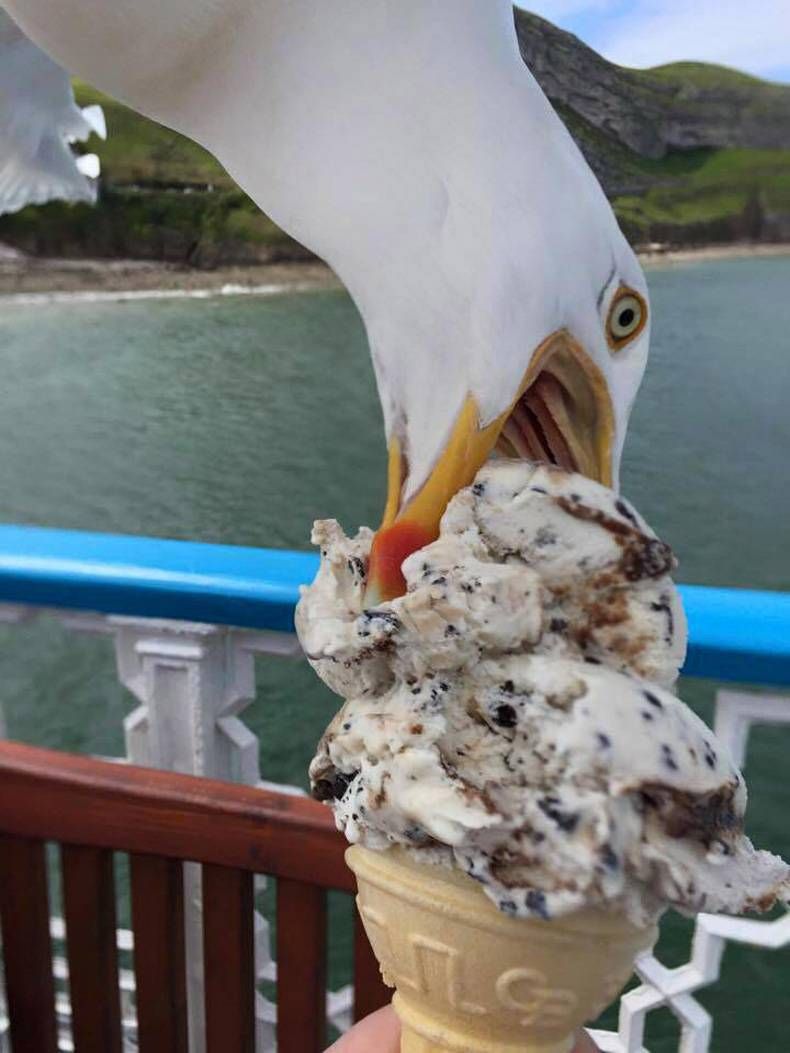 Pix Dump #1000 Special: Gewoon een verzameling foto's van dieren