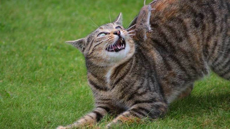 Gewoon een verzameling hilarische foto's #1127