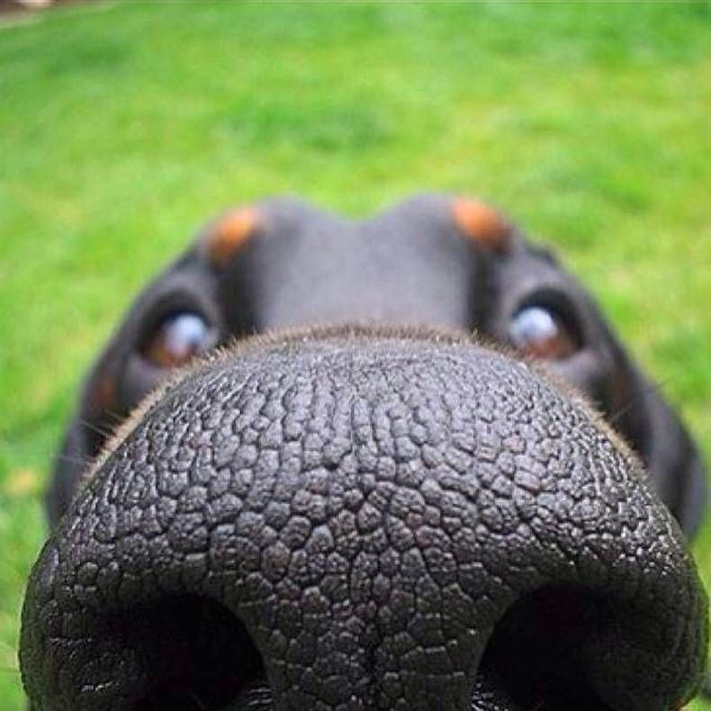 Pix Dump #1000 Special: Gewoon een verzameling foto's van dieren
