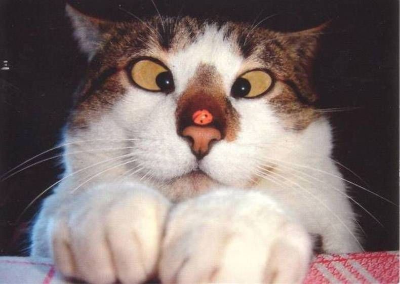 Gewoon een verzameling hilarische foto's #871