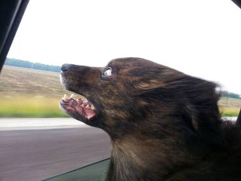 Gewoon een verzameling hilarische foto's #778