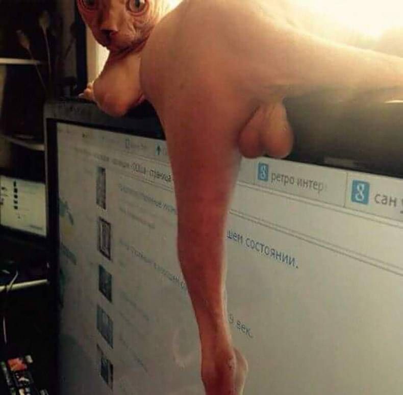 Gewoon een verzameling hilarische foto's #803