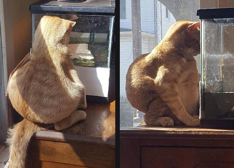 Gewoon een verzameling hilarische foto's #1256