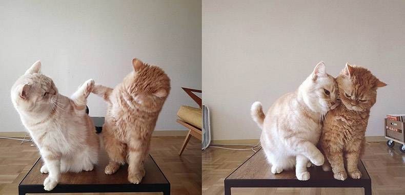 Gewoon een verzameling hilarische foto's #1079