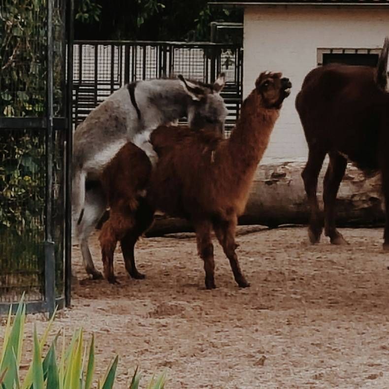Pix Dump #1000 Special: Gewoon een verzameling foto's van dieren