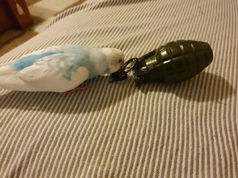 Gewoon een verzameling hilarische foto's #1252