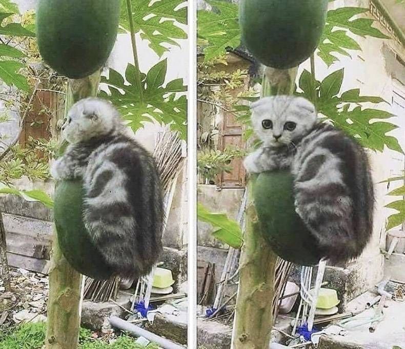 Gewoon een verzameling hilarische foto's #1190