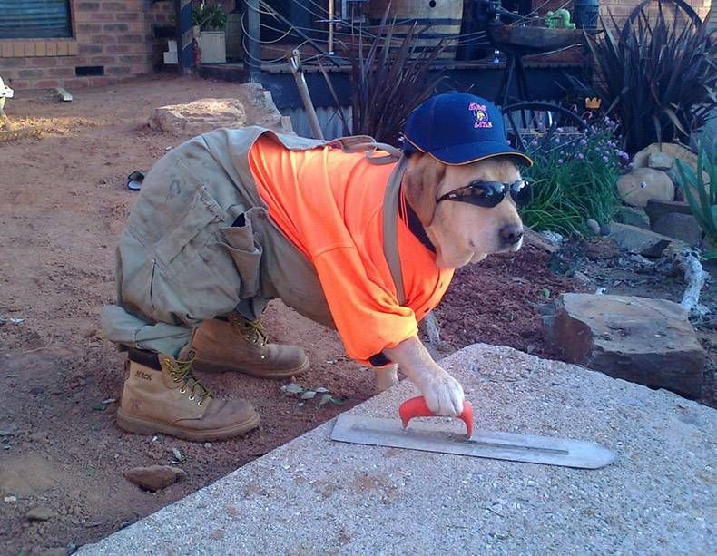 Pix Dump #1000 Special: Gewoon een verzameling foto's van dieren