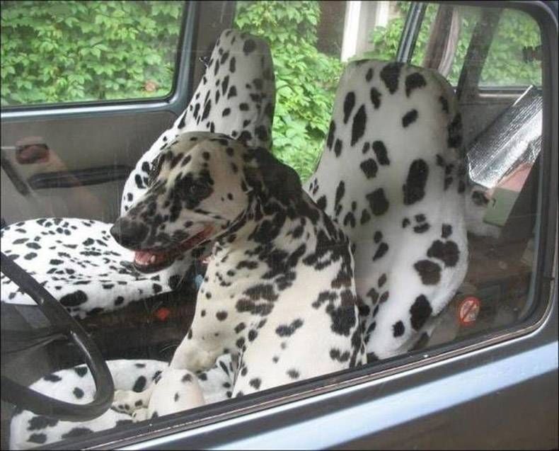 Gewoon een verzameling hilarische foto's #826