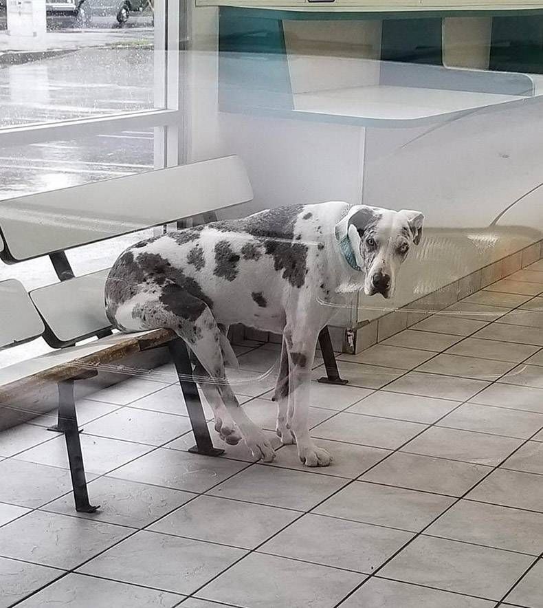 Gewoon een verzameling hilarische foto's #1089