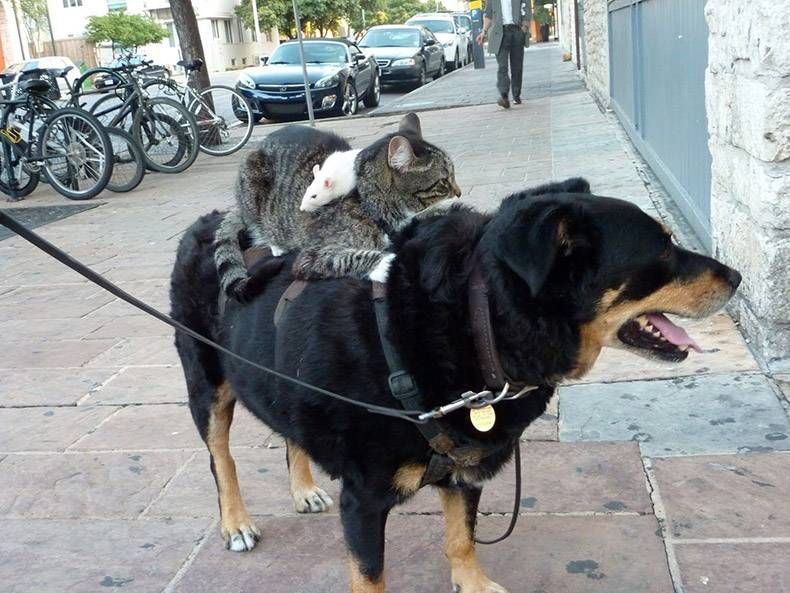 Pix Dump #1000 Special: Gewoon een verzameling foto's van dieren