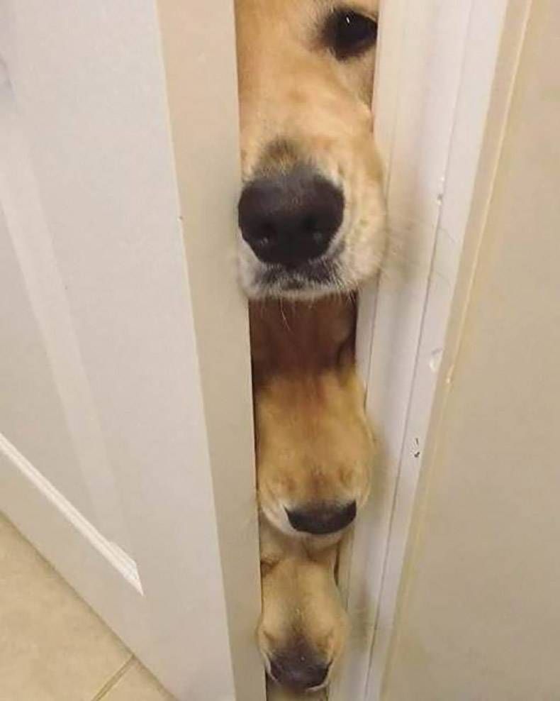 Gewoon een verzameling hilarische foto's #893