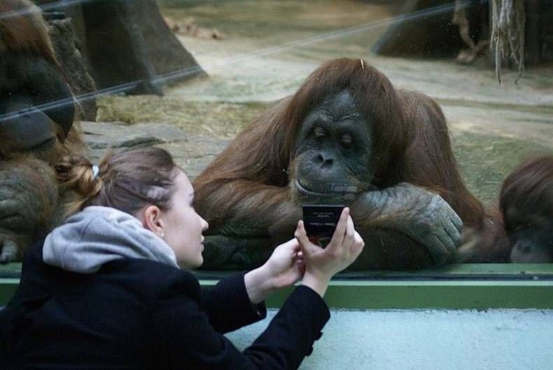 Pix Dump #1000 Special: Gewoon een verzameling foto's van dieren