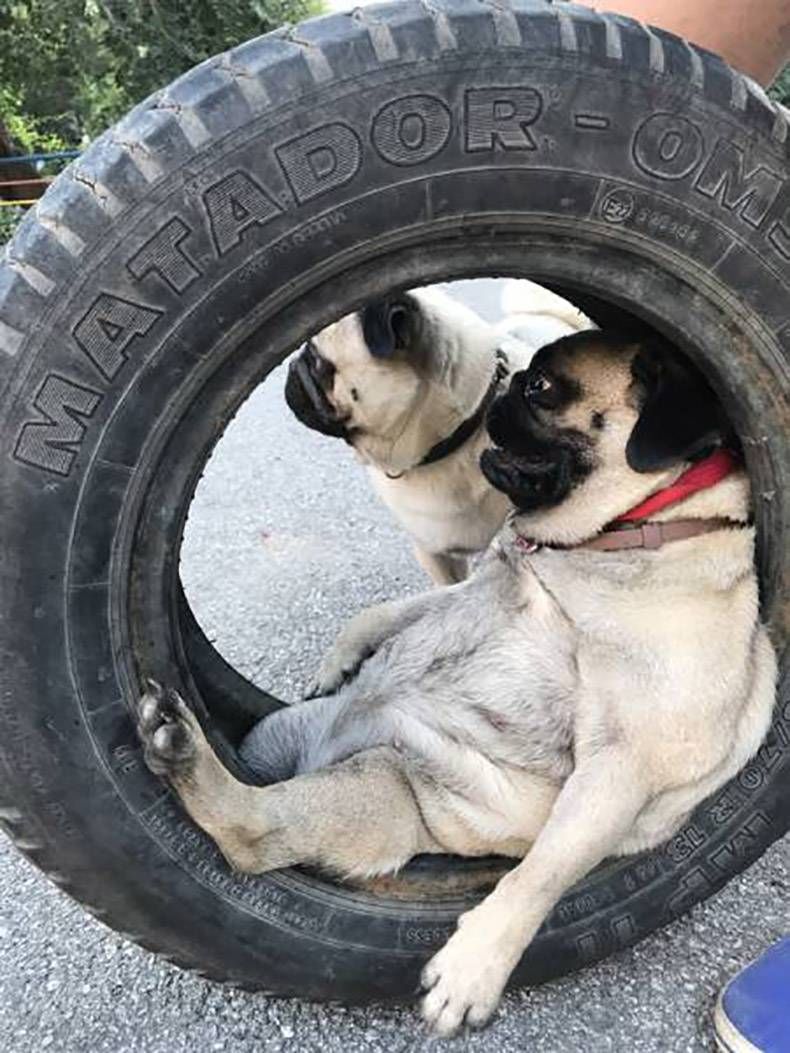 Gewoon een verzameling hilarische foto's #852