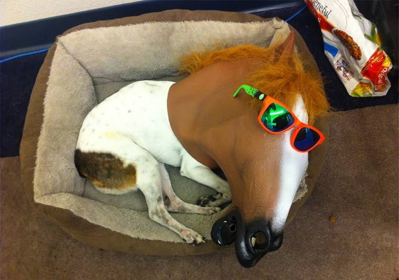 Gewoon een verzameling hilarische foto's #1256