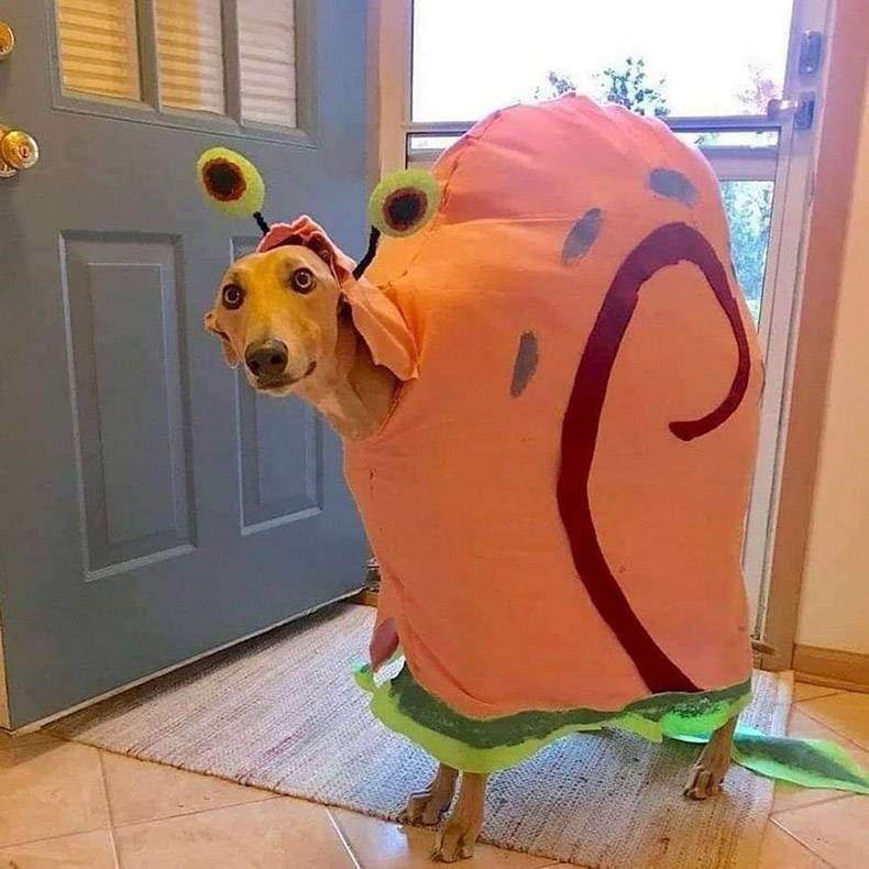 Gewoon een verzameling hilarische foto's #1244