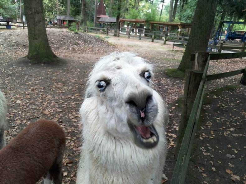 Gewoon een verzameling hilarische foto's #1190