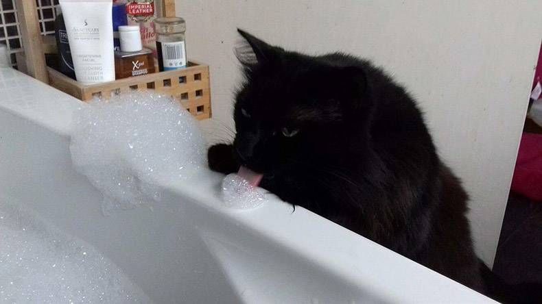 Gewoon een verzameling hilarische foto's #1178