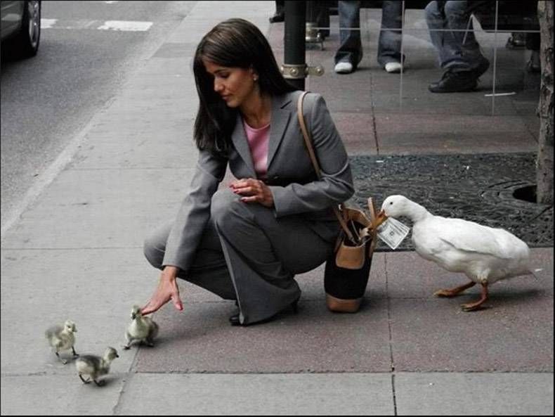 Pix Dump #1000 Special: Gewoon een verzameling foto's van dieren