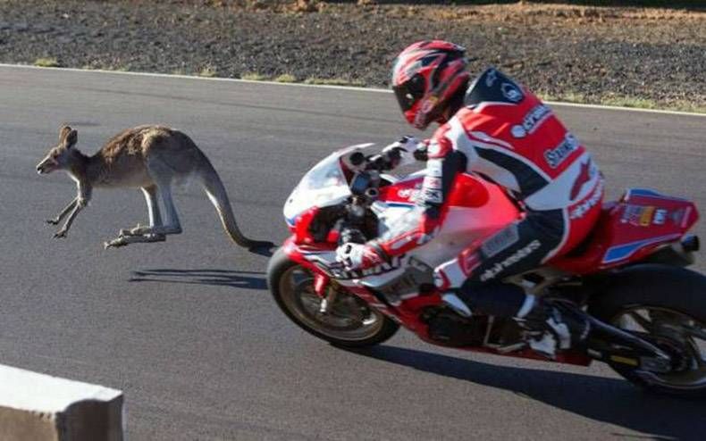 Gewoon een verzameling hilarische foto's #862